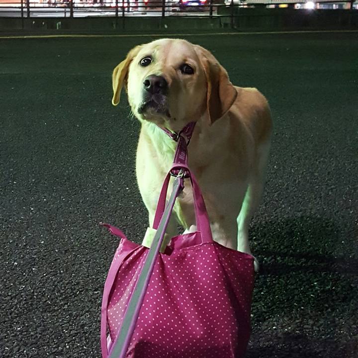 6e8ef2e9 d8c7 4cdb 89cd 970c1c2b23d3