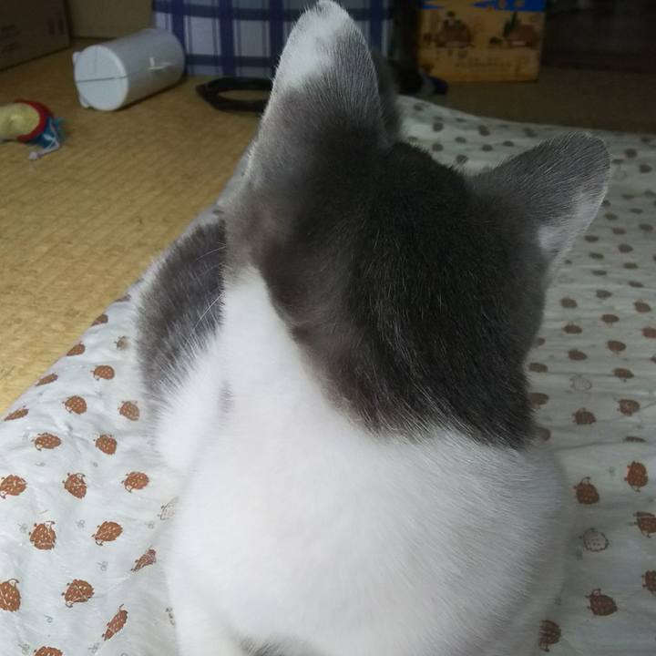 6e9009ca 4728 444e 84dc c7a1ea5ffaed