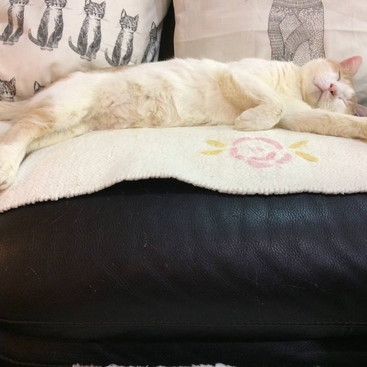 6e932254 cf35 43f8 a62f 6e93d3e3a08f