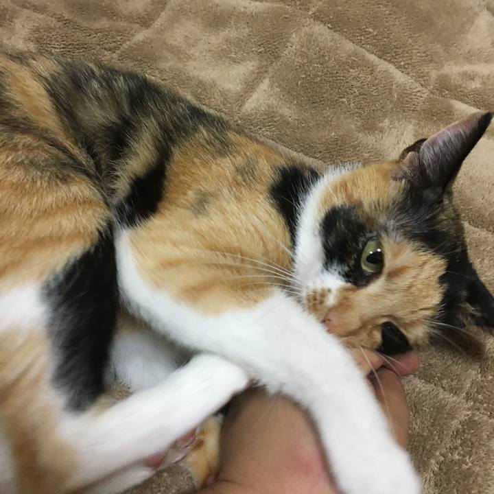 6e9a65d1 efed 46e1 9bba 969550e1a304