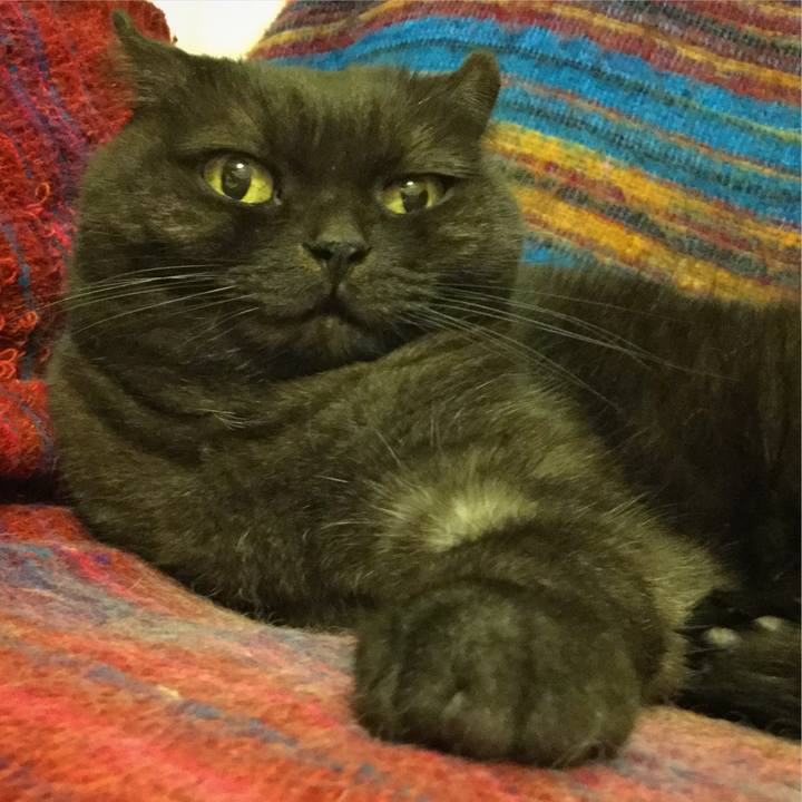 6e9dfc4b b19e 420c b485 7e4c9d572b22