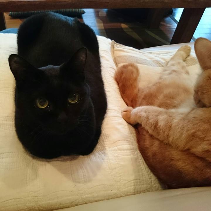 6ea8adda 18eb 4f3a afcc c954ba57a70e