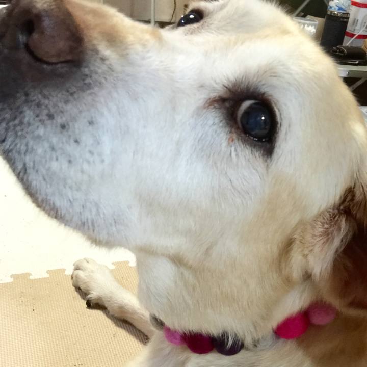 6eaa138c c8d7 4493 b532 107cc8160c2f