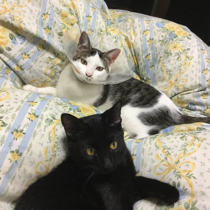 6eace1dd 11a8 475c b6bd f51a1dd4ef9d