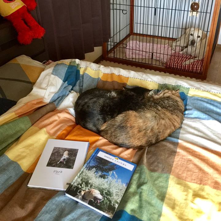 6ec21abc ed14 4ff0 ae6b f5cf64548a37