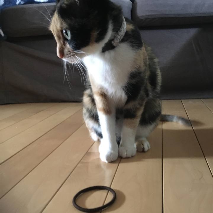 6eca0905 9751 4a04 8f28 6efc355031e5