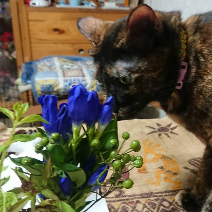 6eca7225 c768 48e9 9701 14a28bbdcdec