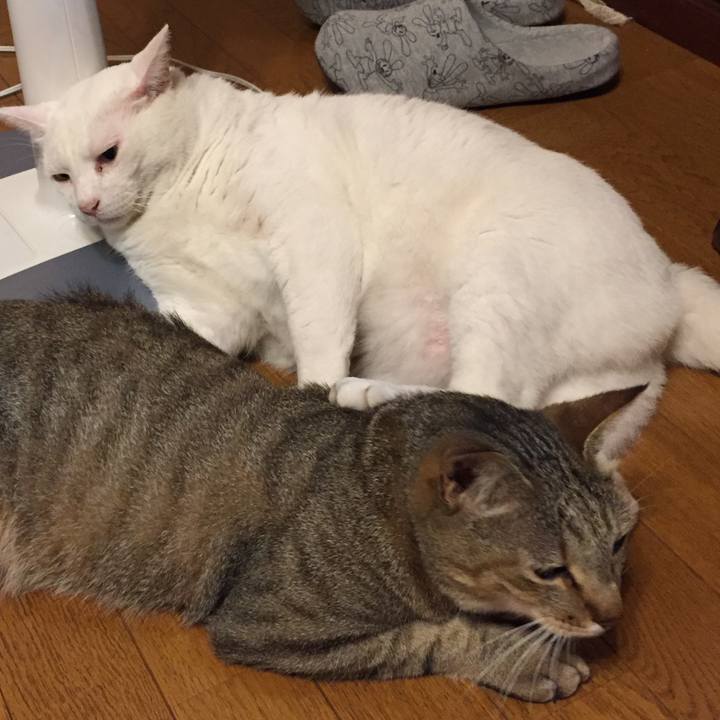 6eceb741 4219 493e ba49 cd69049a306d