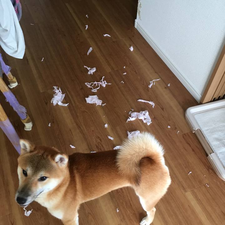 6ecfb9ed bcaf 44ed a2da 0c8dd5269ba2