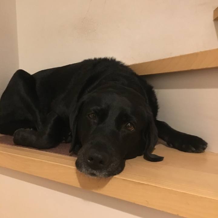 6ede90d8 13e8 4270 9002 e2b298daf42a