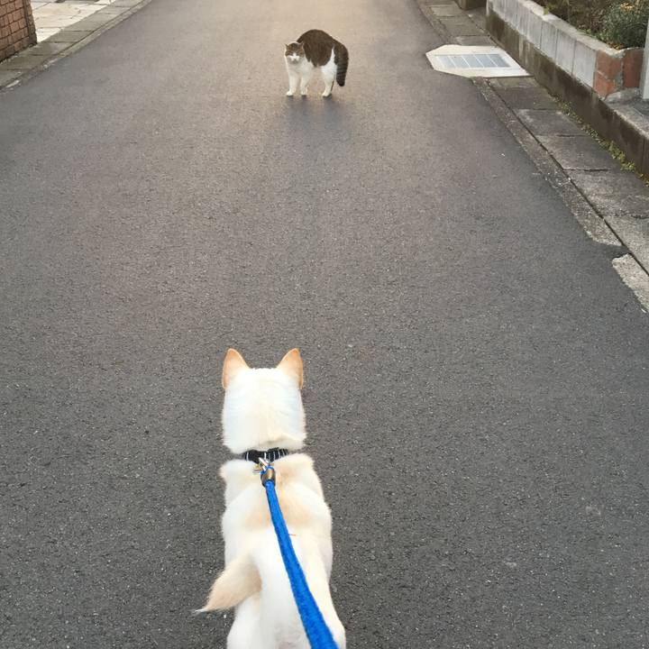 6ee8a819 c200 4e2c a0a3 1c9b683a7c3d