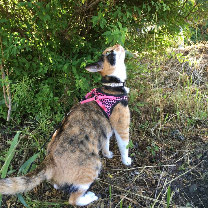 6eee9ab1 c453 4f8f b2a0 5cc8fc205d0e