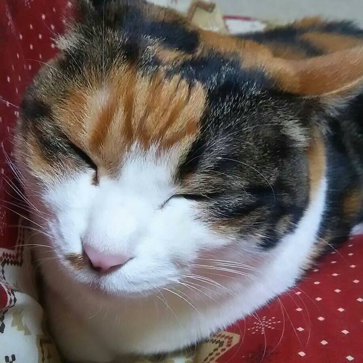 6ef012fc ce1a 468f b45e 89cd54366680