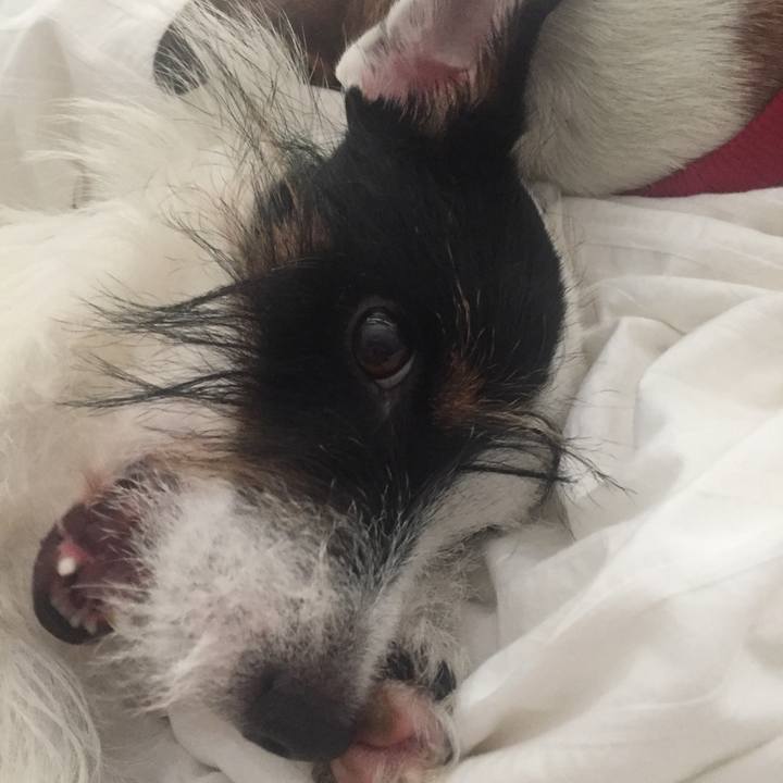 6f03be16 f26f 445c 9f95 410f32f226da