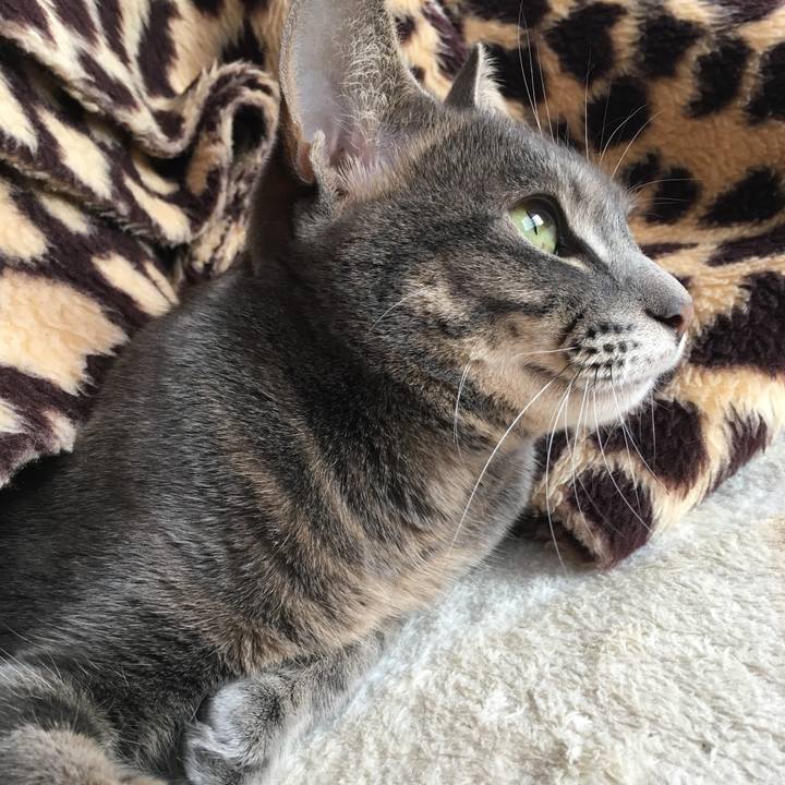 6f03f780 974b 4fe8 99d3 173d34648d14