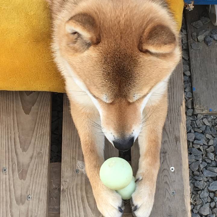 6f0aa85f 2f4e 42d9 99d6 07540b0055a8