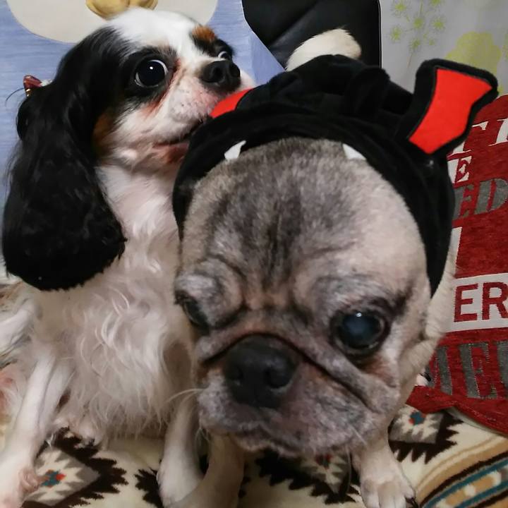 6f16f2de 4c4c 459d 96ab 73a131ab8f11