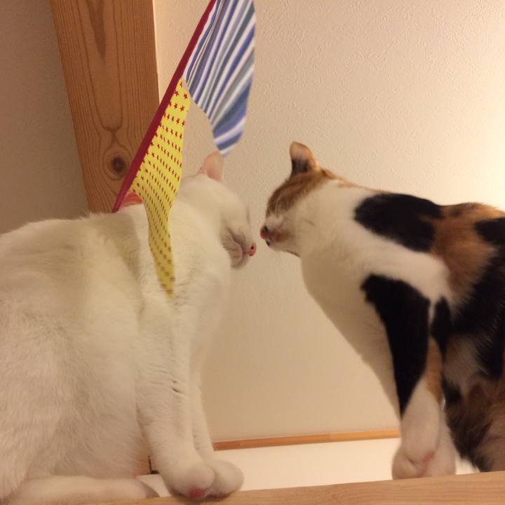 6f1864f9 b43c 40c1 bfbb eb82af3a2151