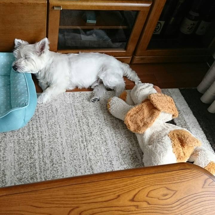 6f201c29 44bc 4d8c be05 8230c8990d33