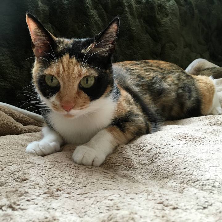 6f20d9fb c729 475c ad38 37eb3c930868