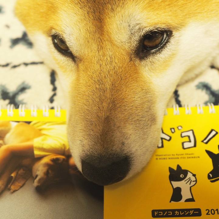 6f28043a e061 454a b9b7 f4ab0724d910