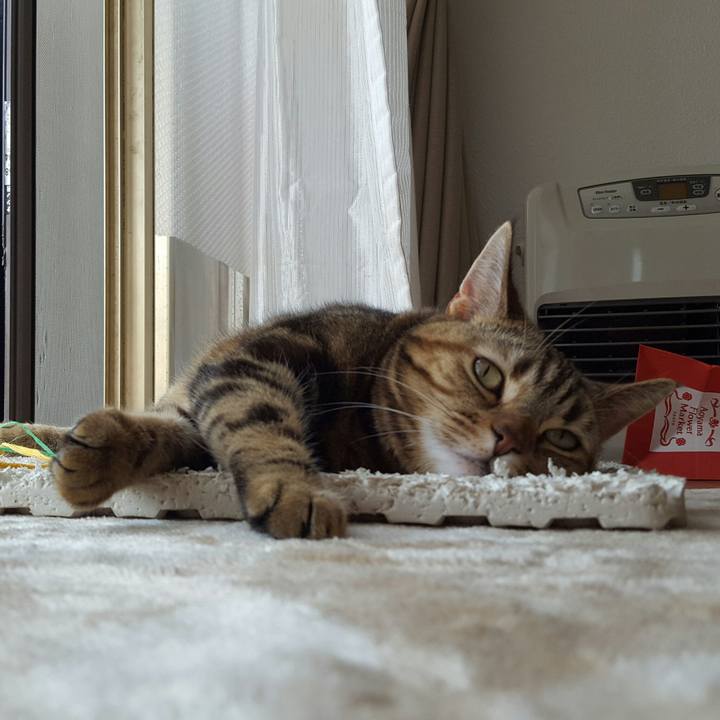 6f2c6193 21e4 44e4 b94b db5e511a9441