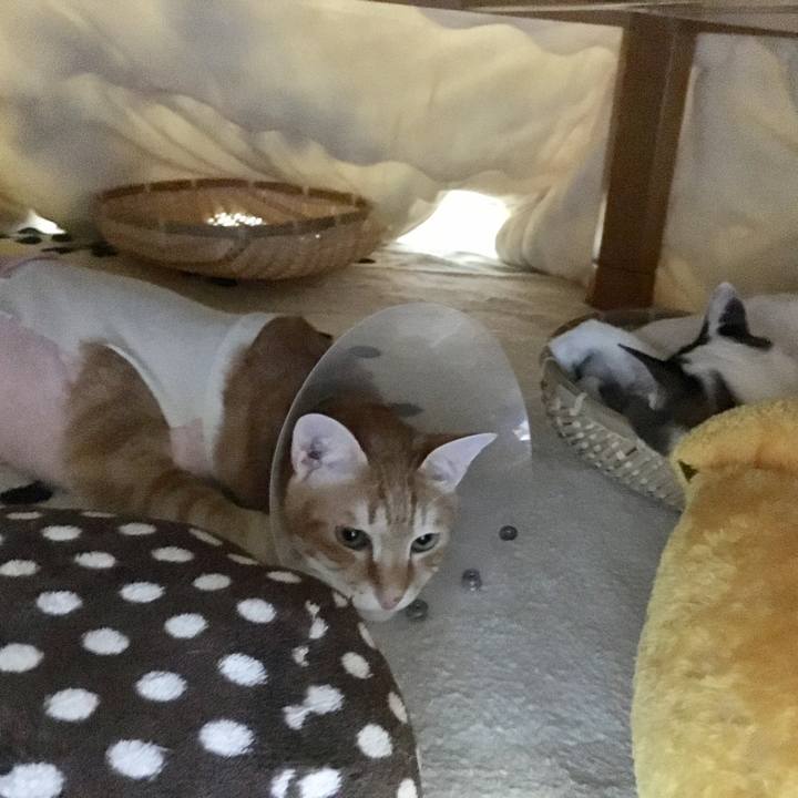 6f309c31 b594 4a50 bfb9 10087e61325c