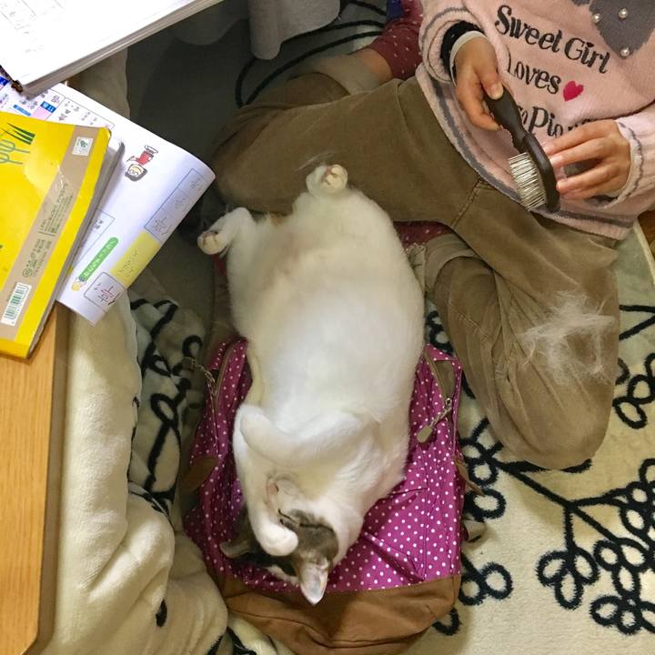 6f3b083c dacd 453d a5d1 ada6002ae048