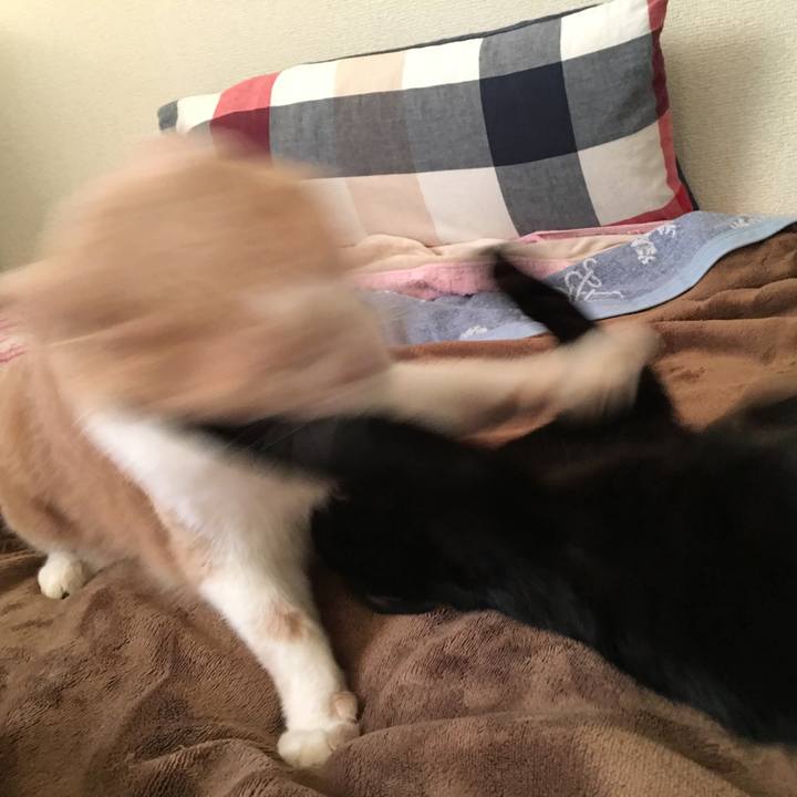 6f45af4c 340c 4dcf b4a4 5bdc79931d5f