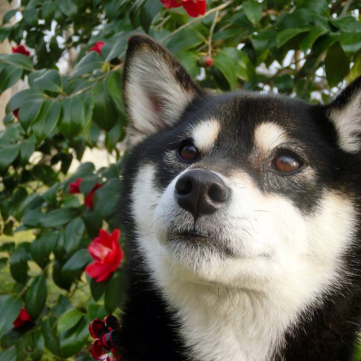 6f507df0 26f5 48da bb15 7094ea12194c