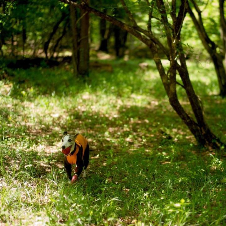 6f5197ae 95b6 48d6 bbfd 0801534f80d7