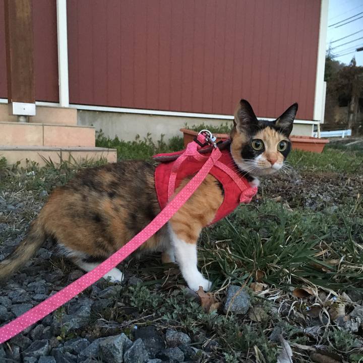 6f545bc7 f911 4a0d ae07 e58acfdaa8dd