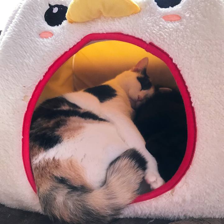 6f6c144e 8131 41e9 a9f6 ac0fc0765020