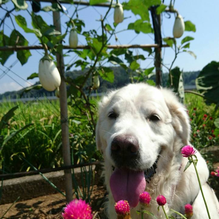 6f6f6c2b c0fb 4785 a3c7 7d023019ddbc