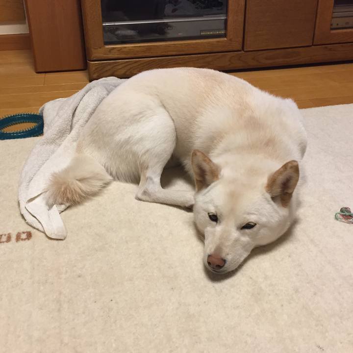 6f71aef2 3fd5 40db 8a15 f187a34b3f15