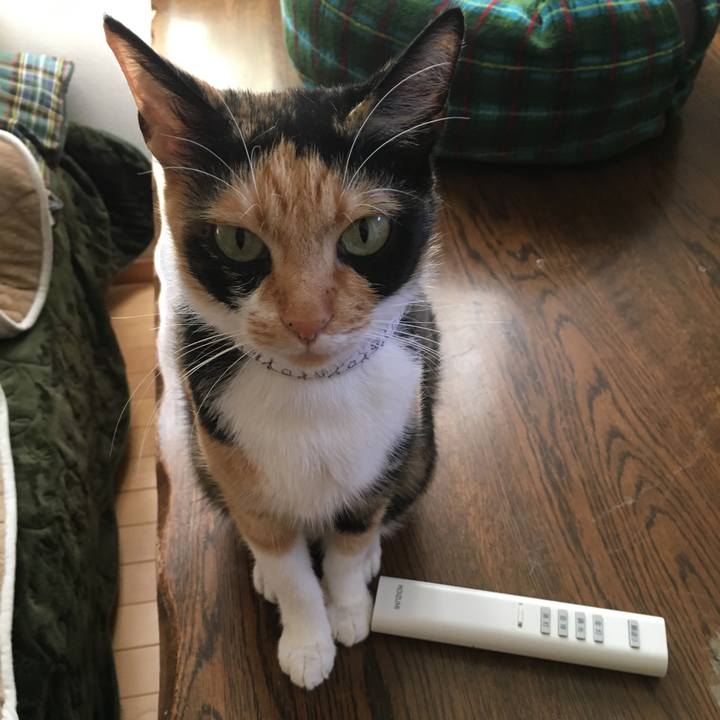 6f87f18e a452 4007 a30a 0daa72d38fa3