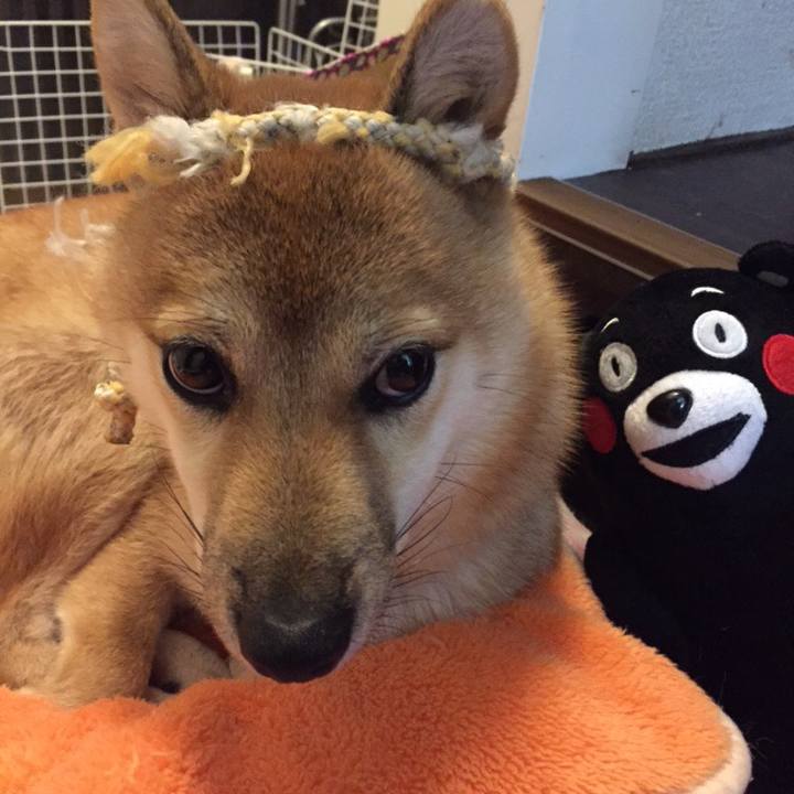 6f88d077 4065 4b91 a724 2f74c8961ae5