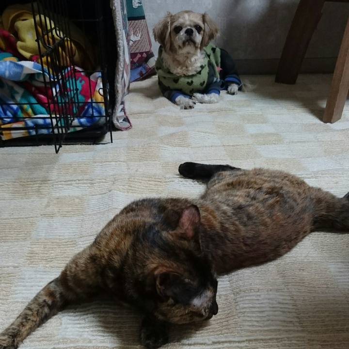 6f947751 1be6 403c 9954 3ae3997f735a