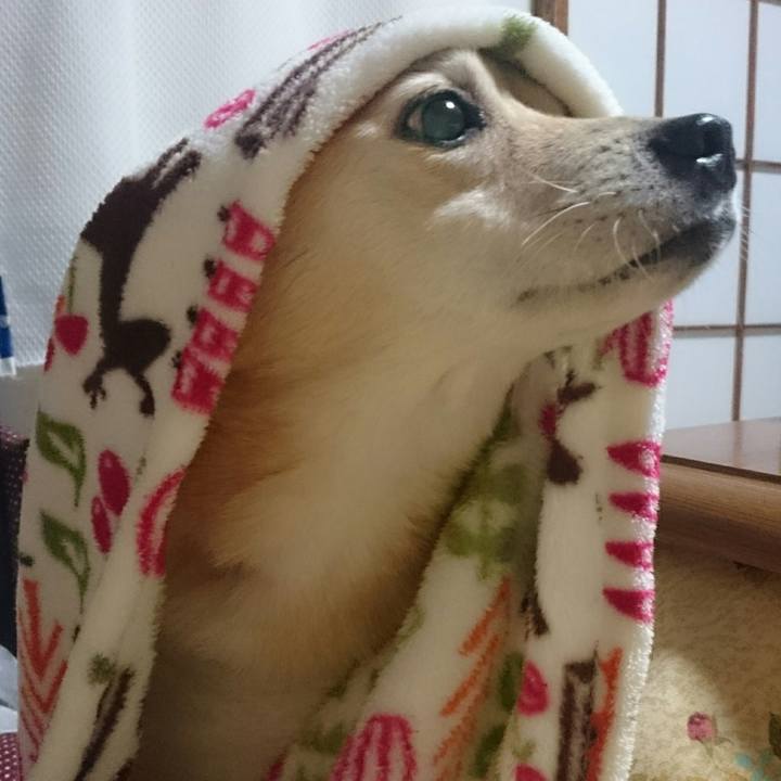 6f97c74f f81e 488e a4ae 2018e0c81663