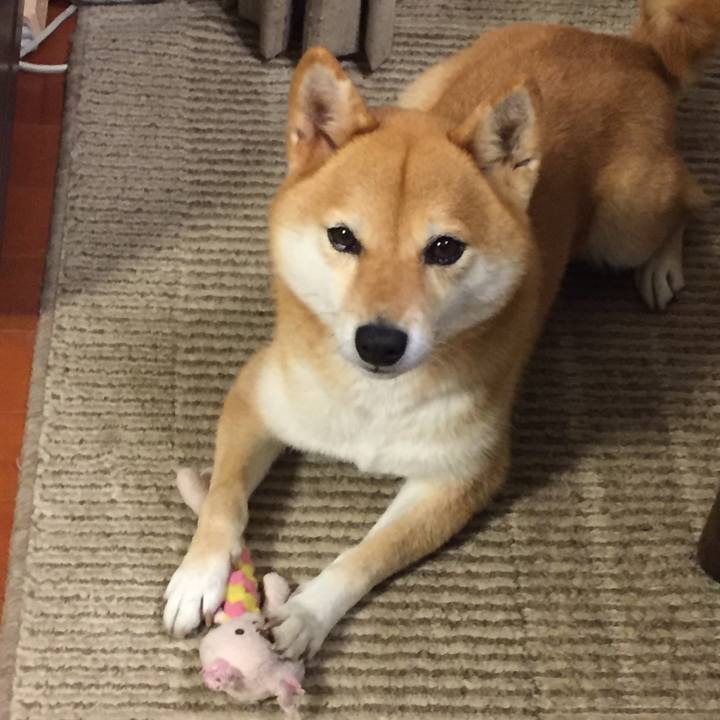 6f982a52 60e5 4e9a 80e9 63a1bc513fbc