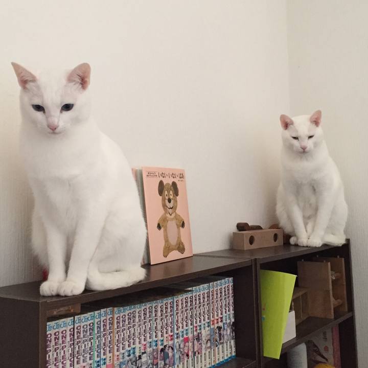 6f99539a cf5e 431a 9ad4 0caf82a32de5