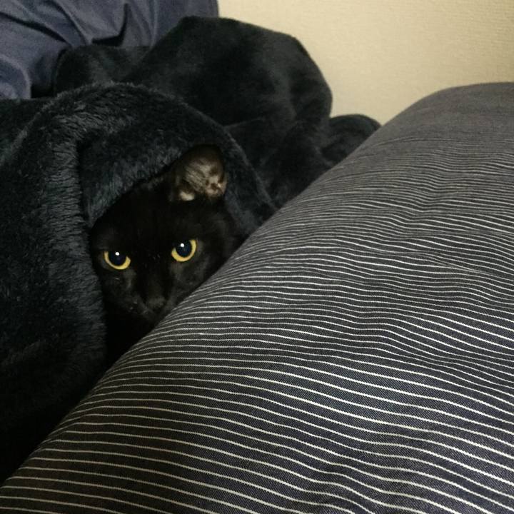 6fa31442 ea37 4a7e b4cd 96d98d3409ec