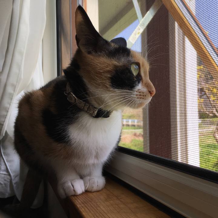 6fa8d0c5 b94e 4fbd 82c8 a800eab866da