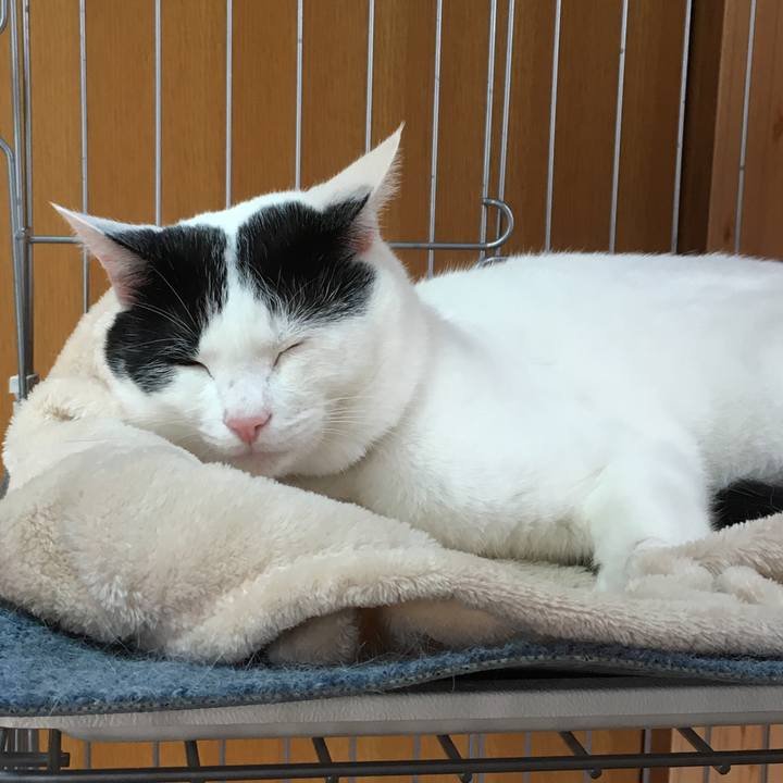 6fc14a14 ac4c 4733 a239 b438b7ea8b63