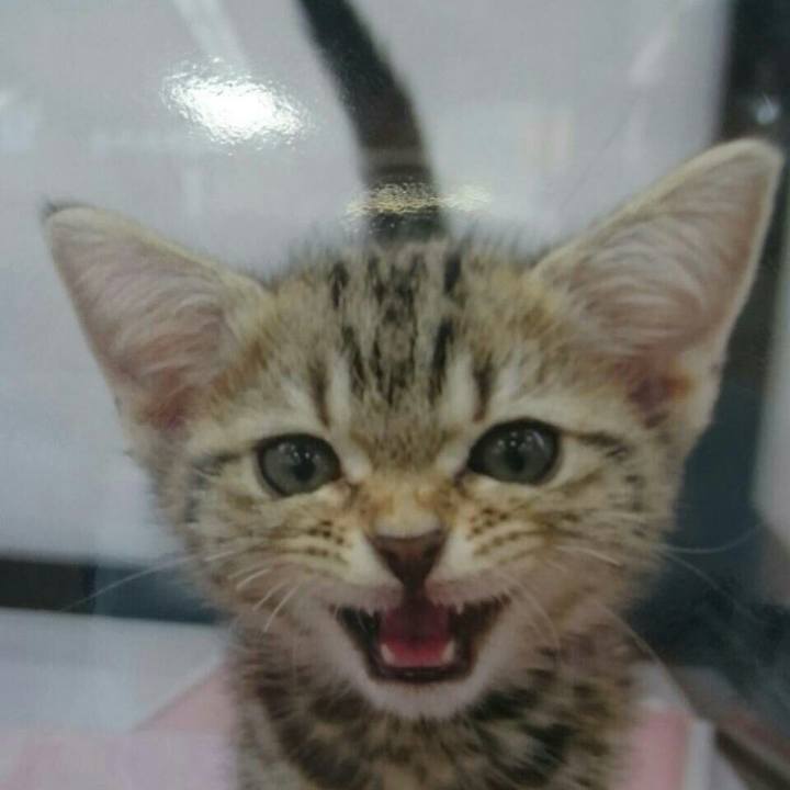 6fc2a3bf f58c 4ddd 9a17 016466266fc2