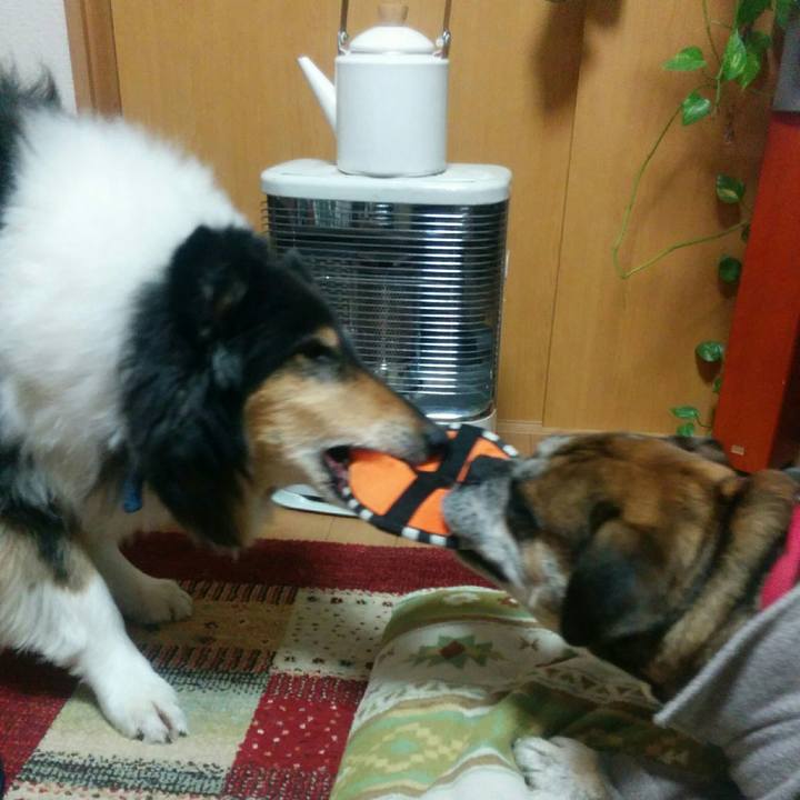 6fc9d1f5 ab11 4411 86f4 1cef06e47991