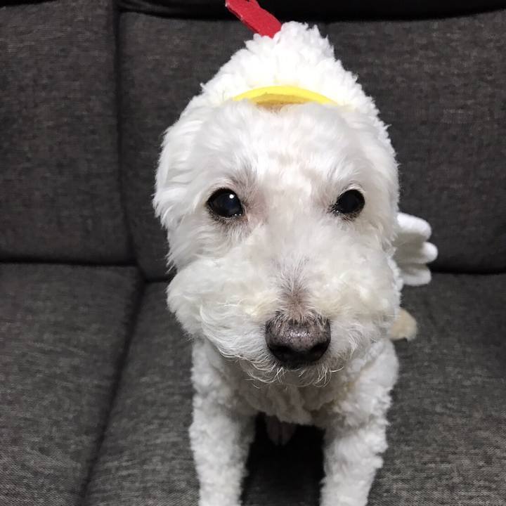 6fc9e2dd e108 4b26 b242 08da3bf208e4