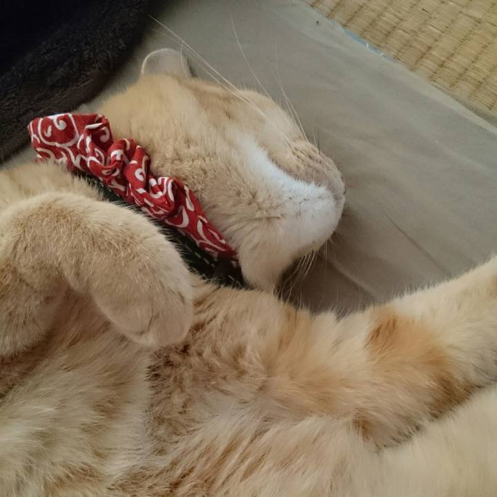 6fca95cb 721b 435c bac1 352f94a862ec