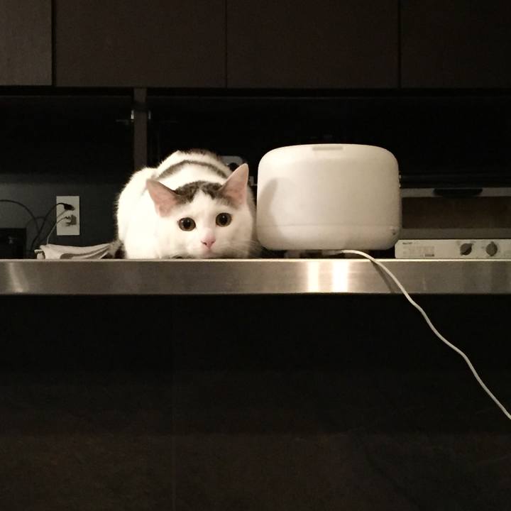 6fcf0366 a693 4bea ae89 2ab01a82c631