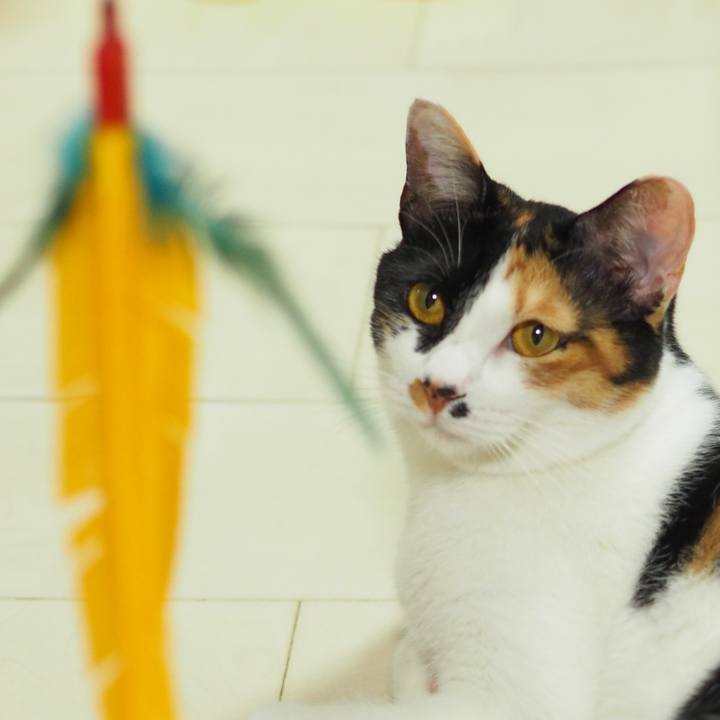 6fcf5fc4 3d06 4219 8d8e c1bc599d88ab